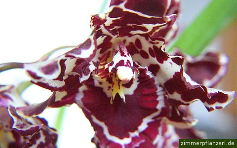 orchidee odontoglossum margarethe holm