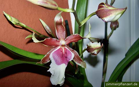 cambria-orchidee (dreigattungshybrid)